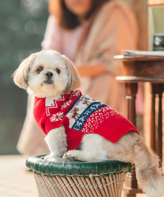 Ember Dog sweaters Pack of 2