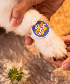 Dog Bracelet