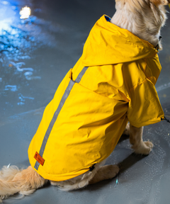 Drop Dog Raincoats Pack of 2