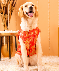 Cute Dog Kurtas Pack of 2