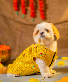Dog Kurta Yellow