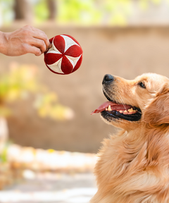 Clutch Ball Plush Dog Toy Red-White