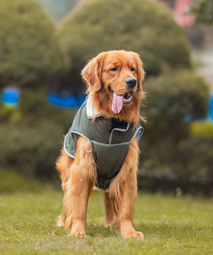 Dog Jacket