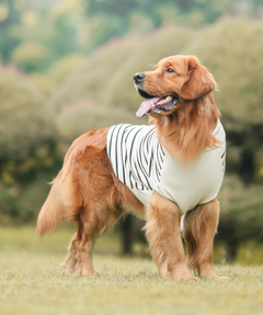 Classic Stripe Knit Sweater