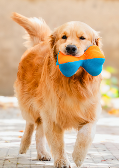 3D Bone Plush Dog Toy