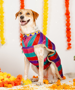 Eira Dog Kurta