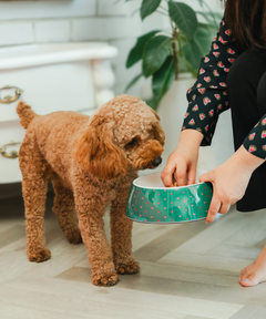 2-in-1 Melamine Dog Bowl Hearts
