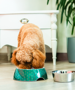 2-in-1 Melamine Dog Bowl Hearts