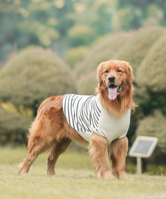 Classic Stripe Knit Sweater