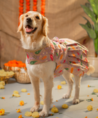 Purple Dog Dress