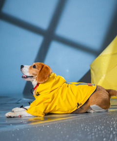 Drop Dog Raincoats Pack of 2