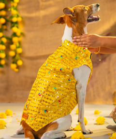 Dog Kurta Yellow