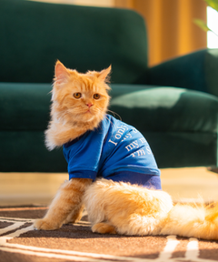 I only love my bed Cat T-shirt
