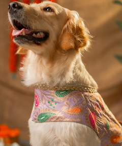 Purple Dog Dress