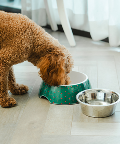 2-in-1 Melamine Dog Bowl Hearts
