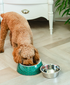 2-in-1 Melamine Dog Bowl Hearts