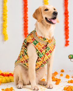 Dog Kurta with Multicolored