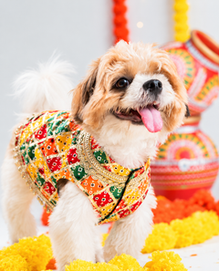 Dog Kurta with Multicolored