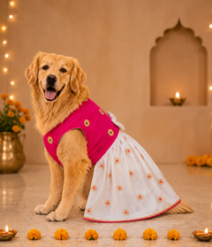 Iconic Dog Dress Pack of 2