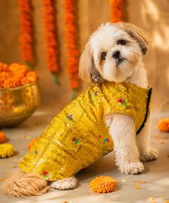 Dog Kurta Yellow