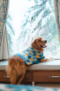 Chilly Dog sweaters Pack of 2