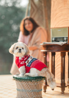 Ember Dog sweaters Pack of 2