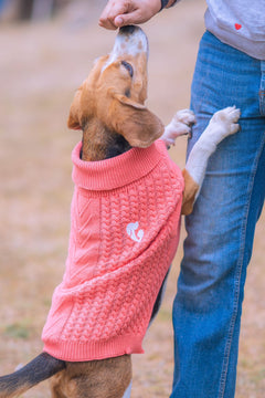 Shivery Dog sweaters Pack of 2