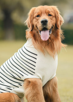 Shivery Dog sweaters Pack of 2