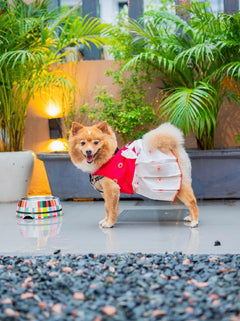 White-Pink Dog Dress
