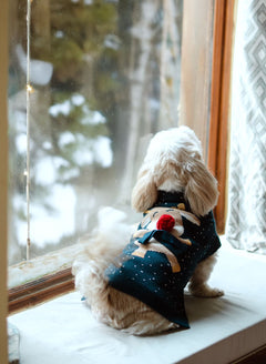 Ember Dog sweaters Pack of 2