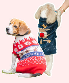 Ember Dog sweaters Pack of 2