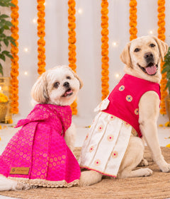 Iconic Dog Dress Pack of 2